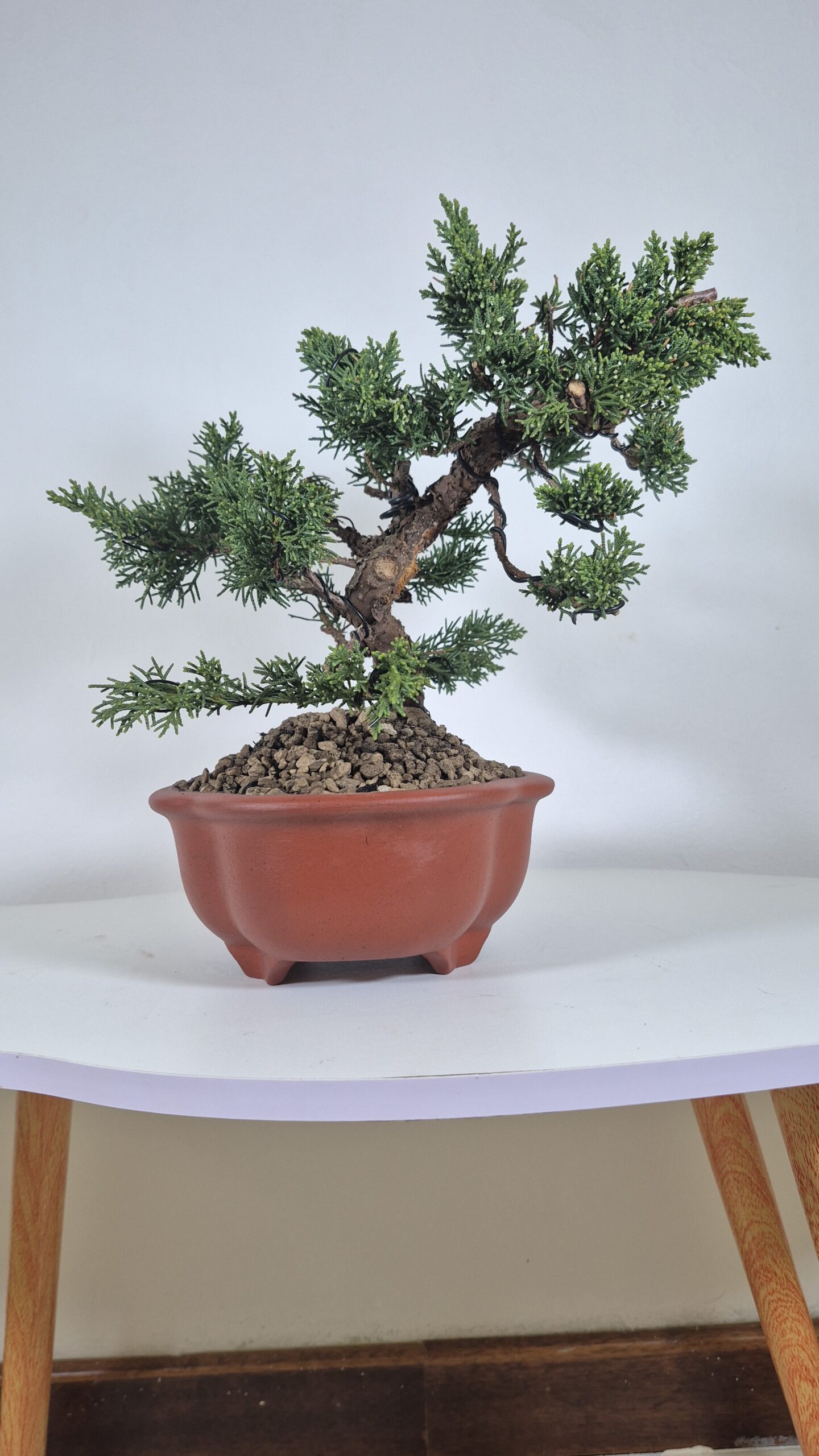 Bonsai of Juniper Kishu 3