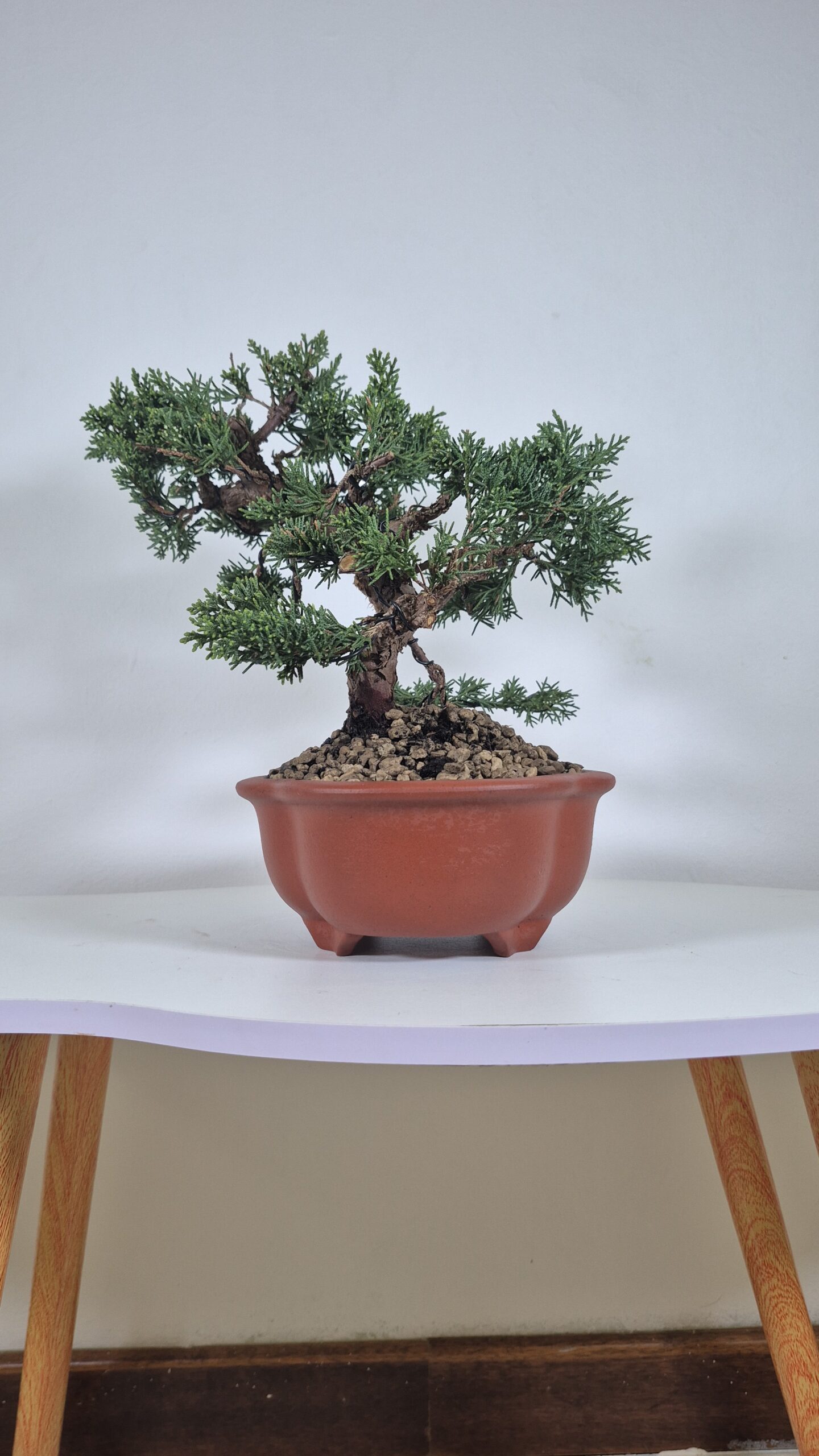Bonsai of Juniper Kishu 2