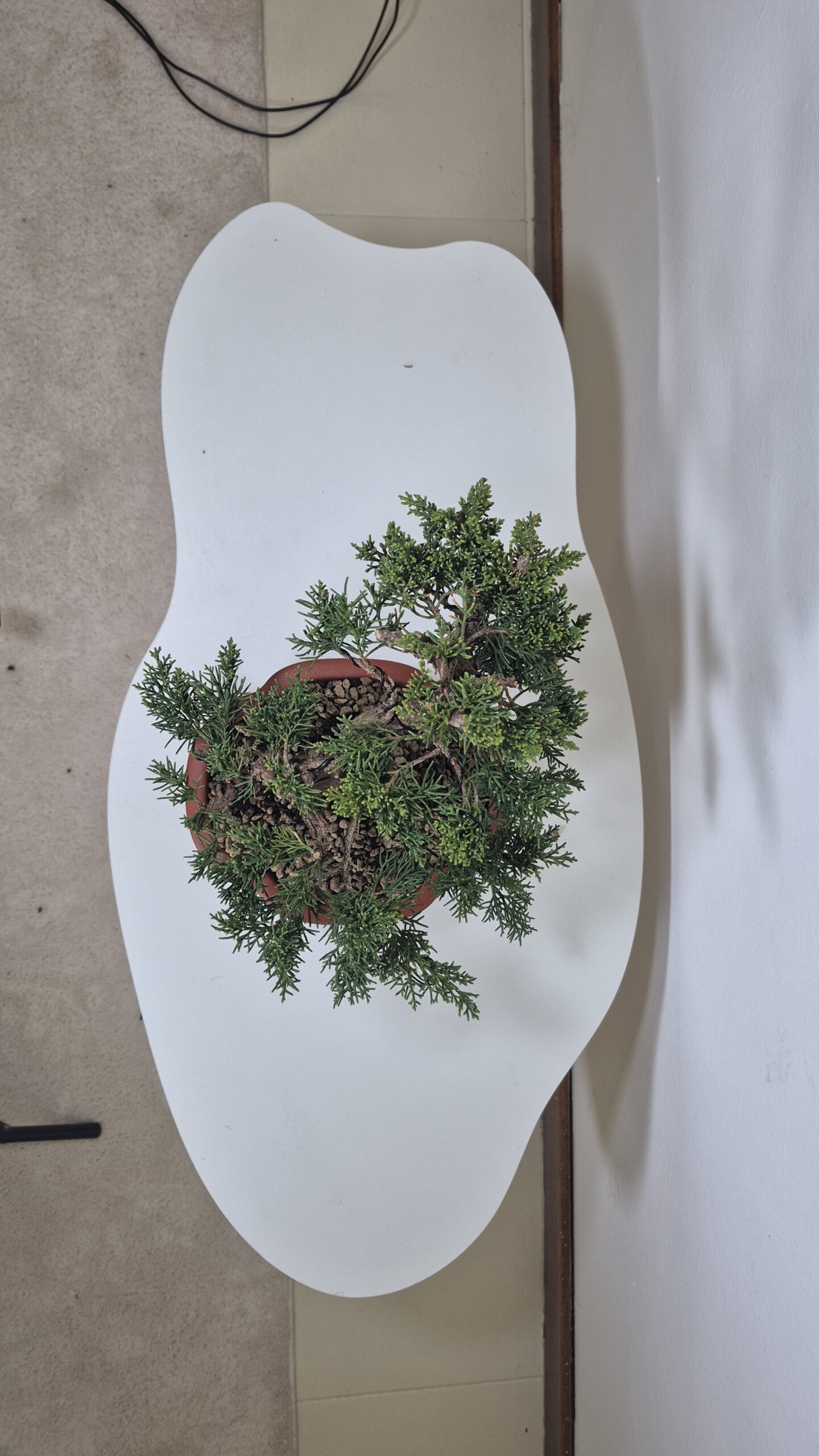 Bonsai of Juniper Kishu 4