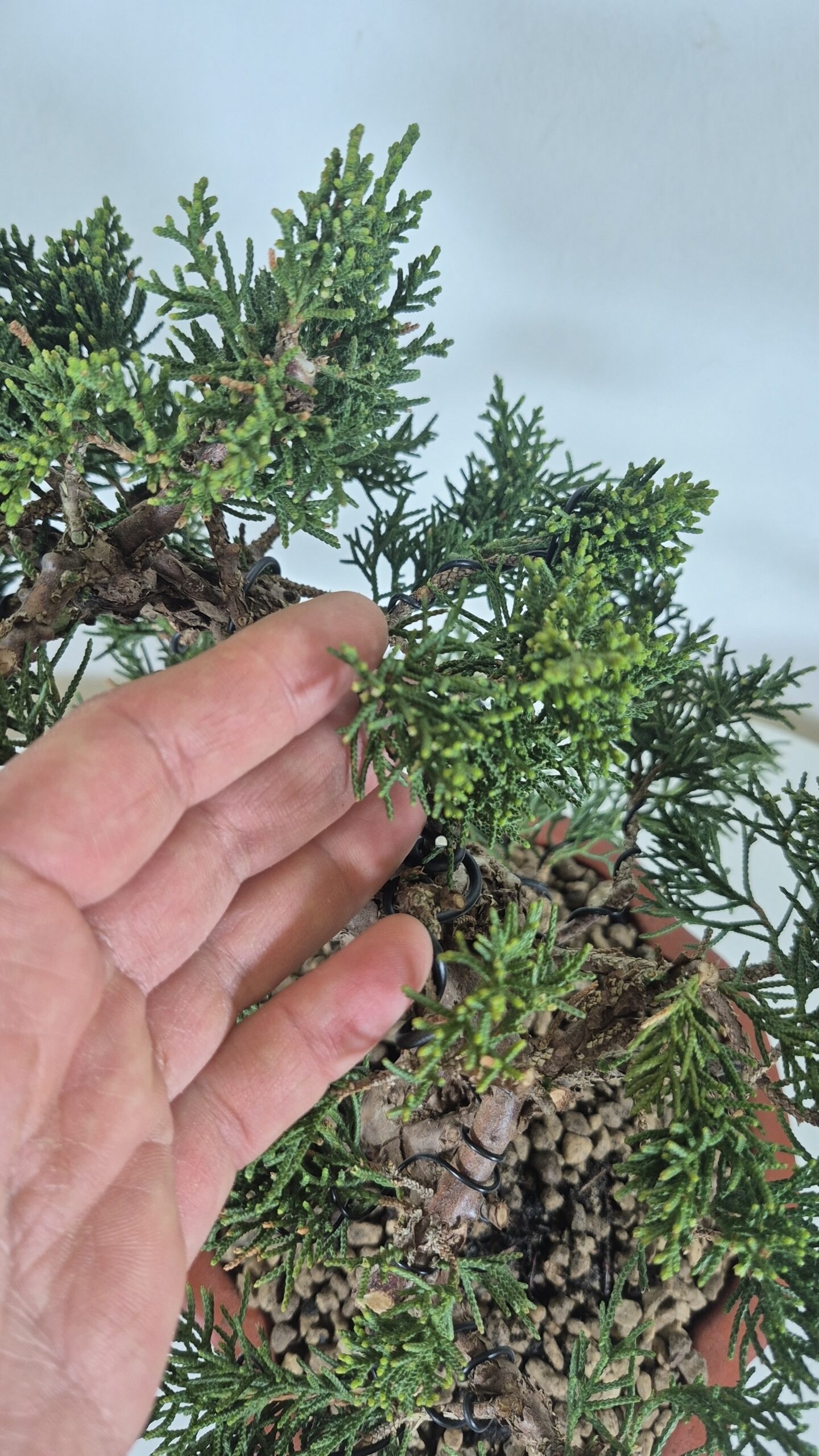 Bonsai of Juniper Kishu 5