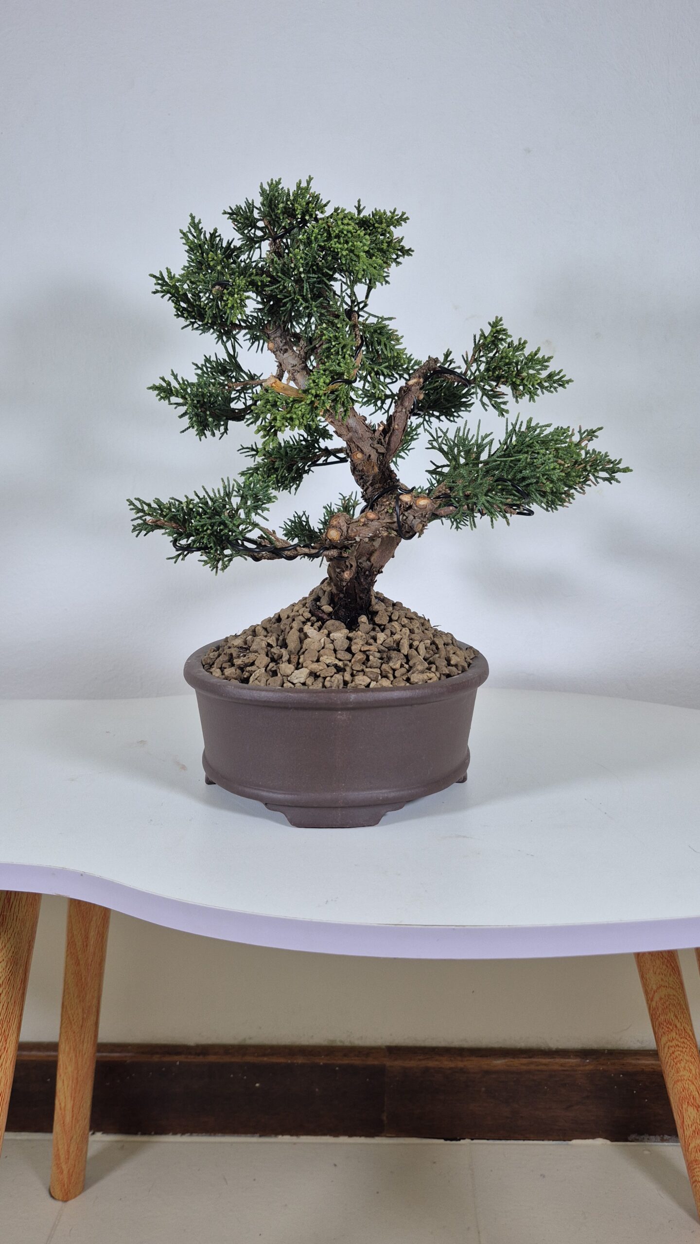 Bonsai of Juniper Chinensis Kishu 2