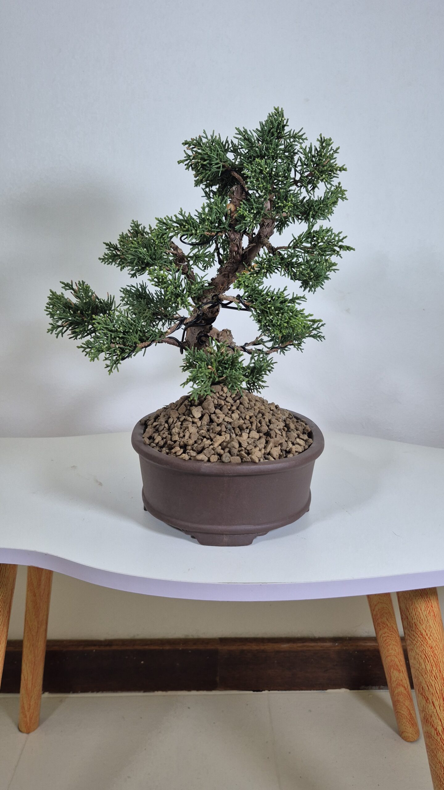 Bonsai of Juniper Chinensis Kishu 5