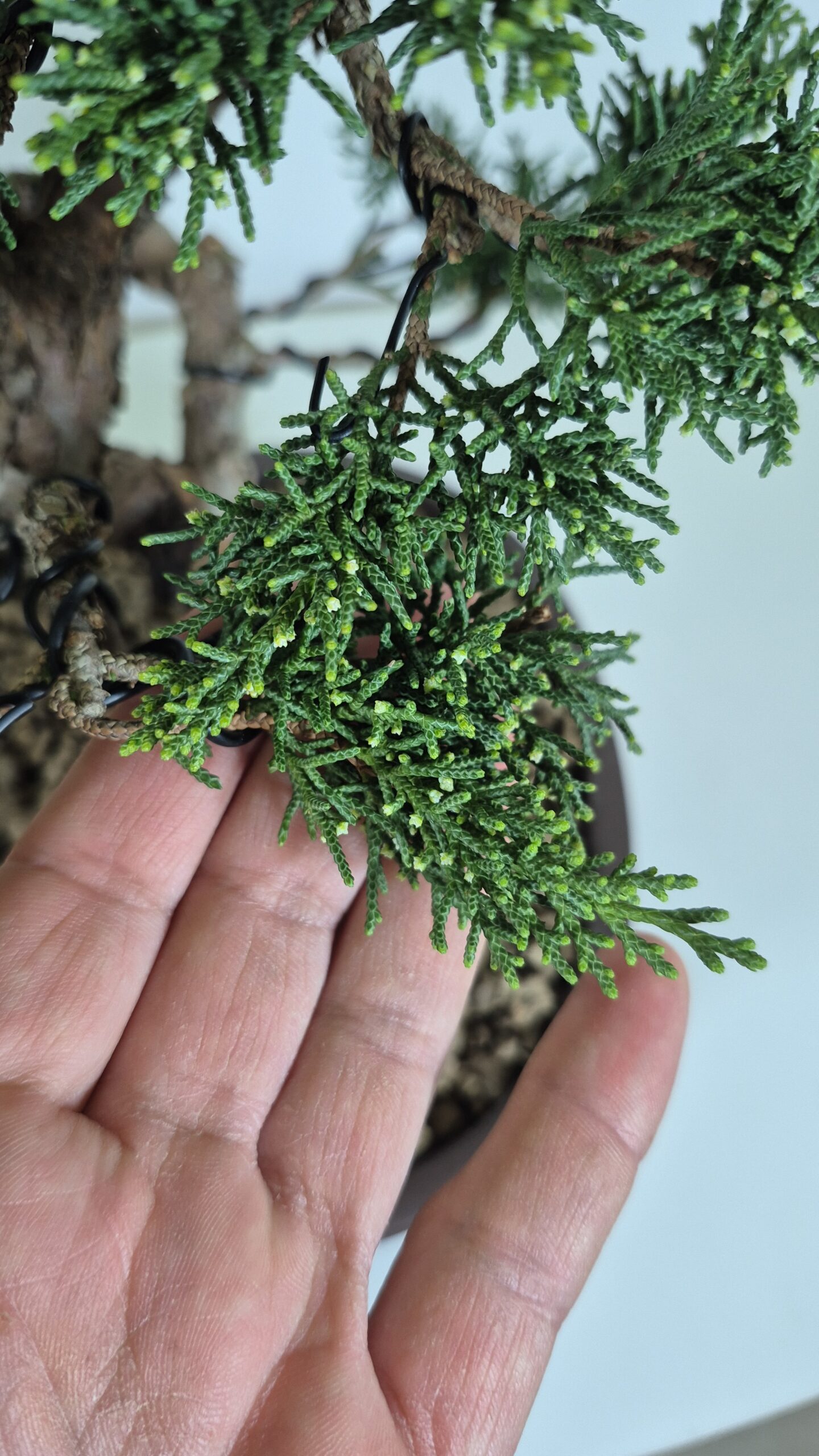 Bonsai of Juniper Chinensis Kishu 6