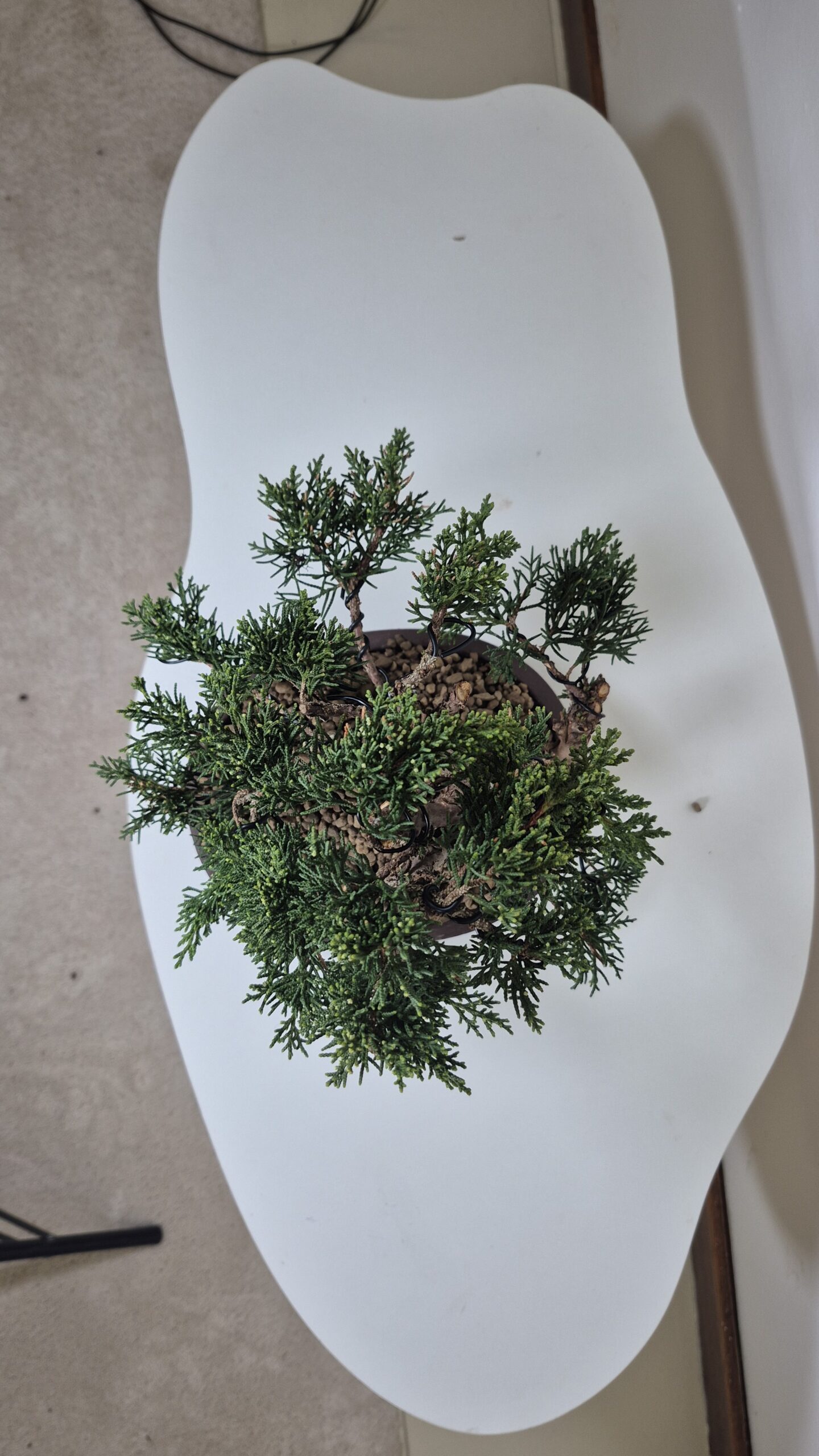 Bonsai of Juniper Chinensis Kishu 4