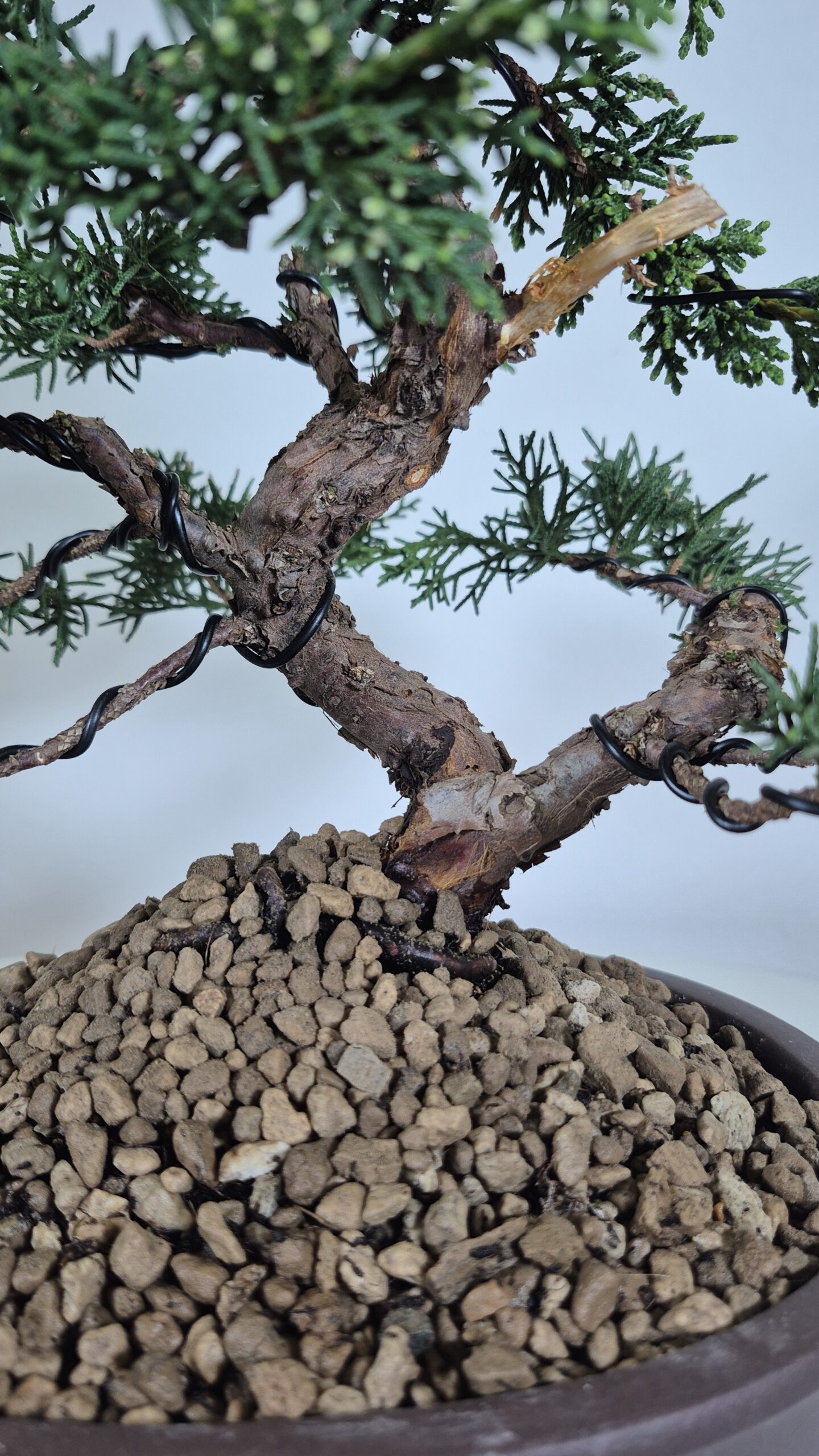 Bonsai of Juniper Chinensis Kishu 3
