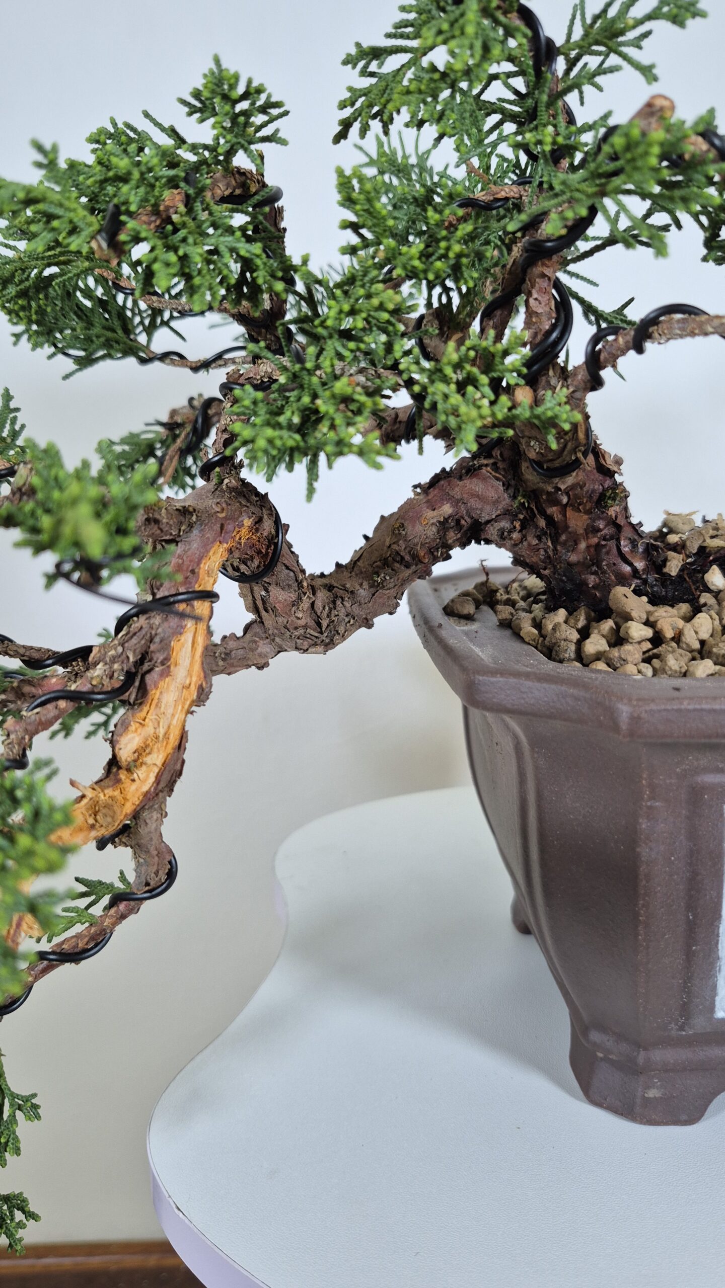 Bonsai of Juniper Kishu Cascade 6