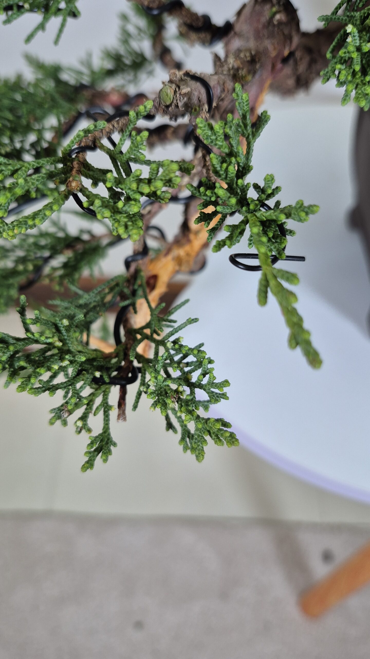 Bonsai of Juniper Kishu Cascade 5