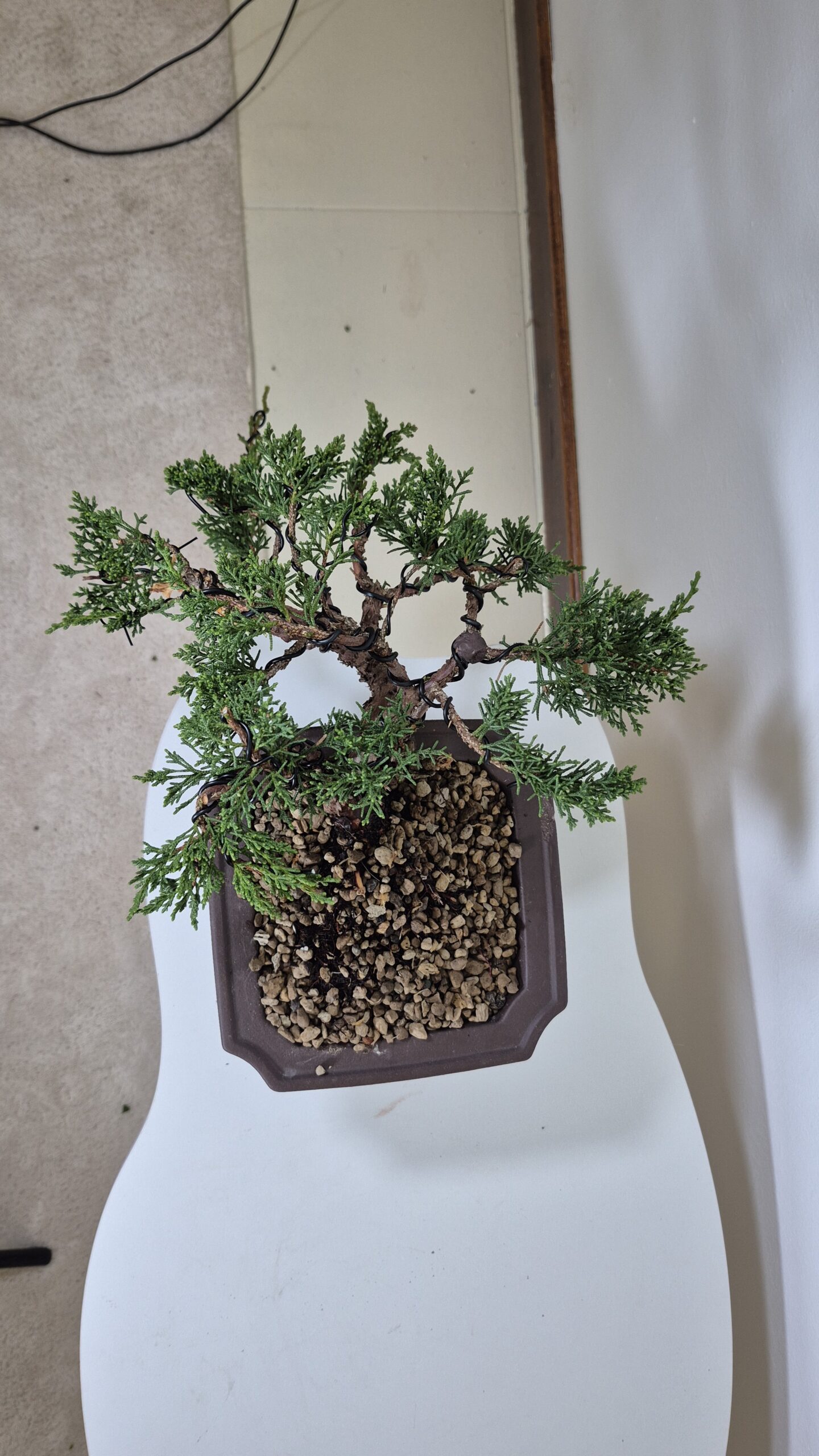 Bonsai of Juniper Kishu Cascade 2