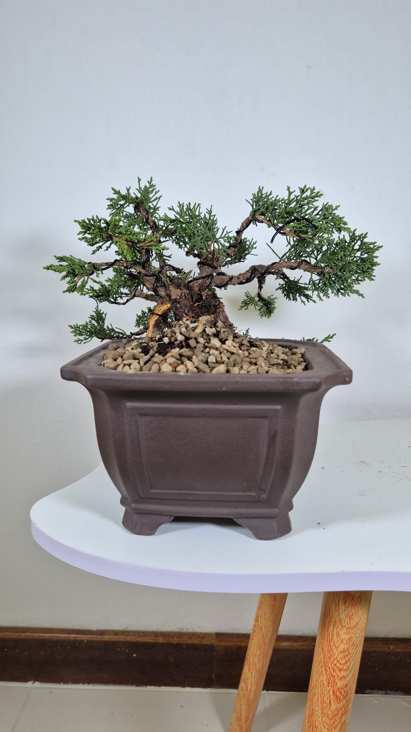 Bonsai of Juniper Kishu Cascade 3