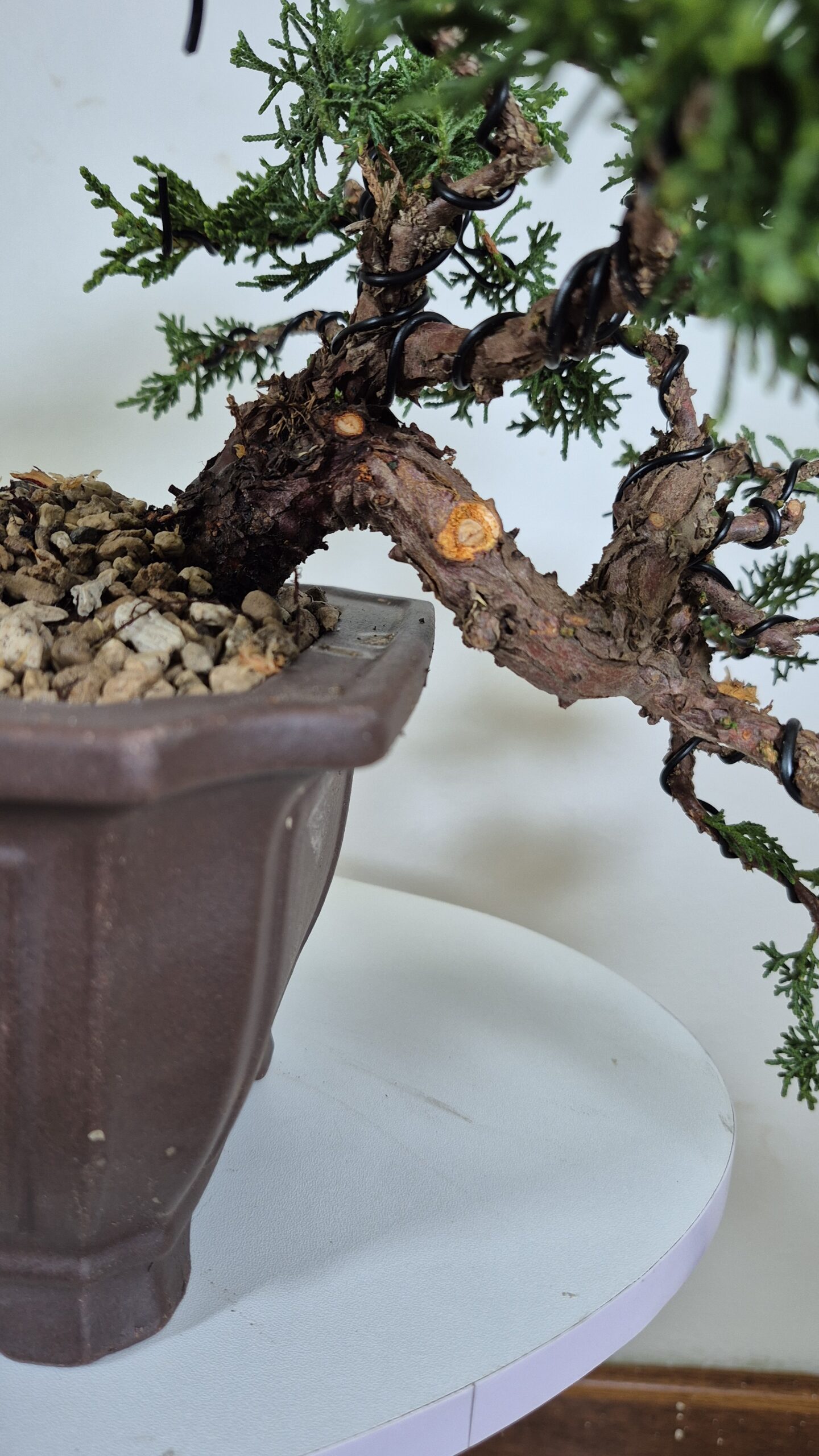 Bonsai of Juniper Kishu Cascade 4