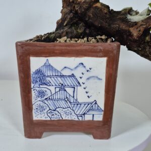 Bonsai of Myrtus Cascade 2