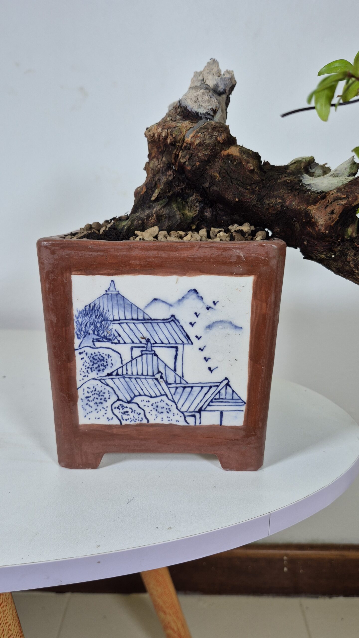 Bonsai of Myrtus Cascade  2