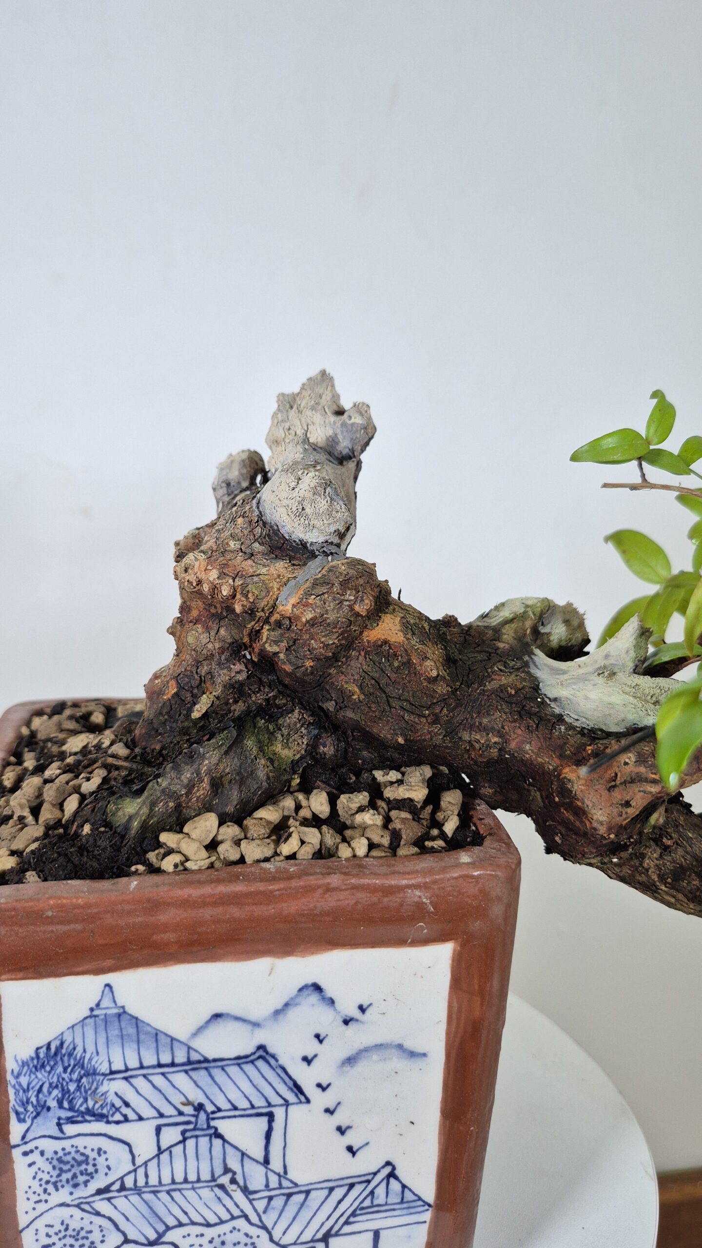 Bonsai of Myrtus Cascade  3
