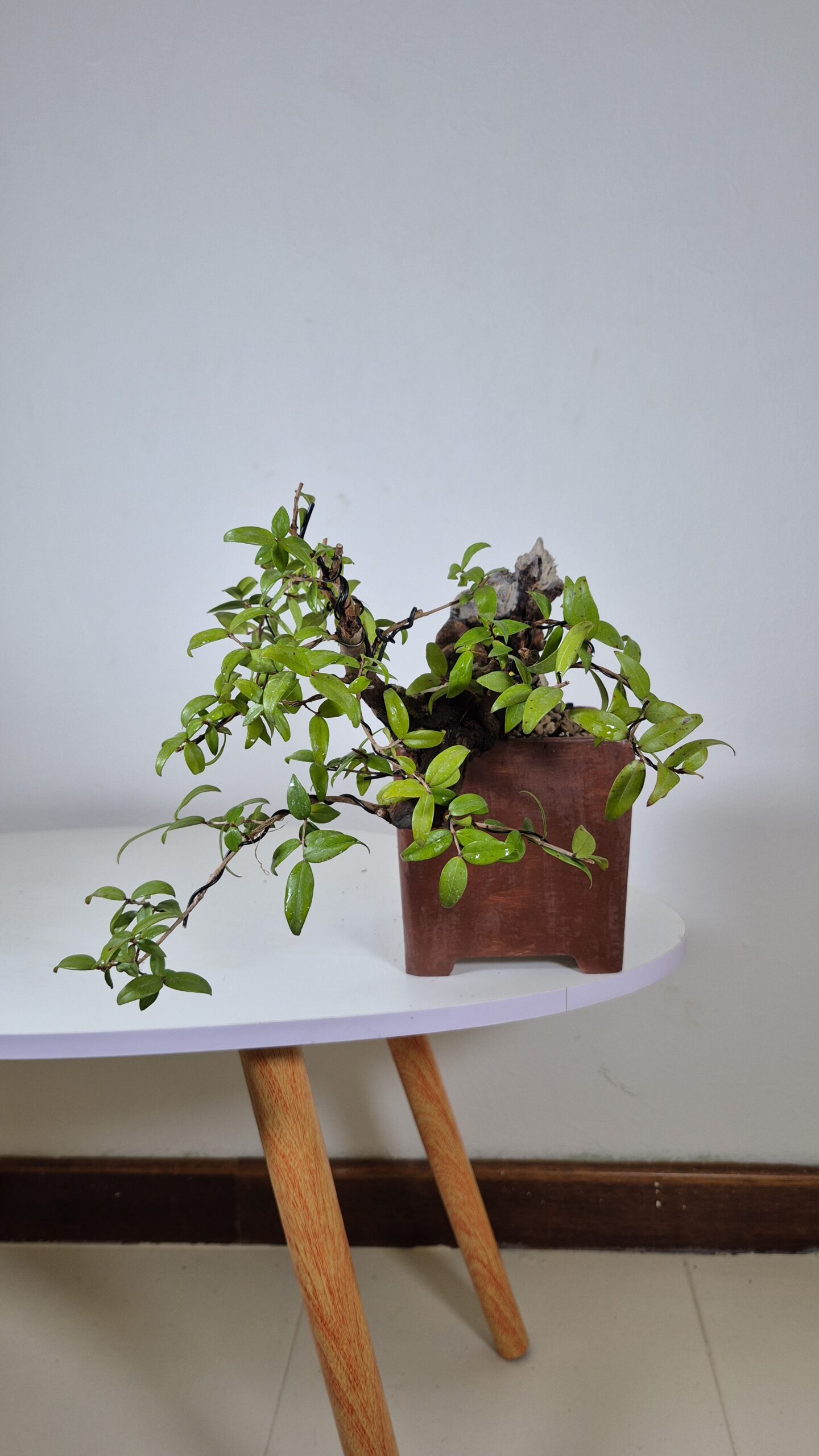 Bonsai of Myrtus Cascade 4