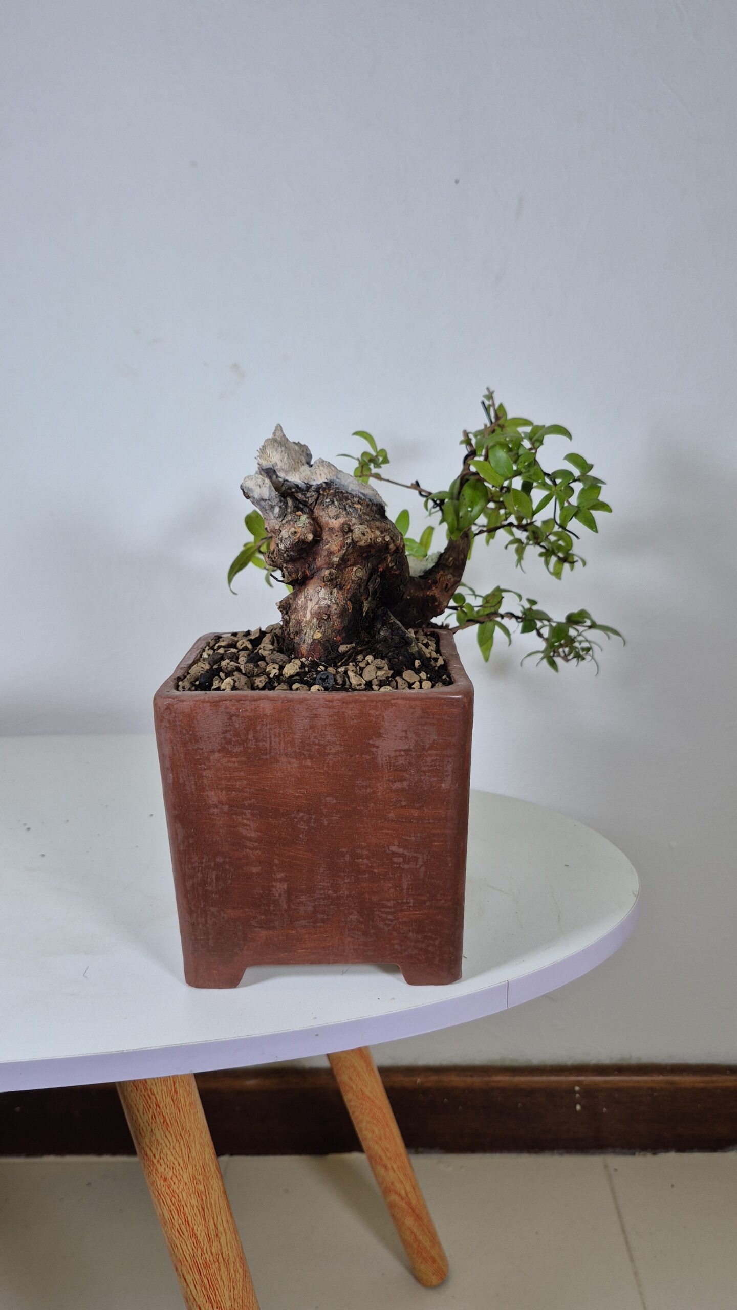 Bonsai of Myrtus Cascade 5