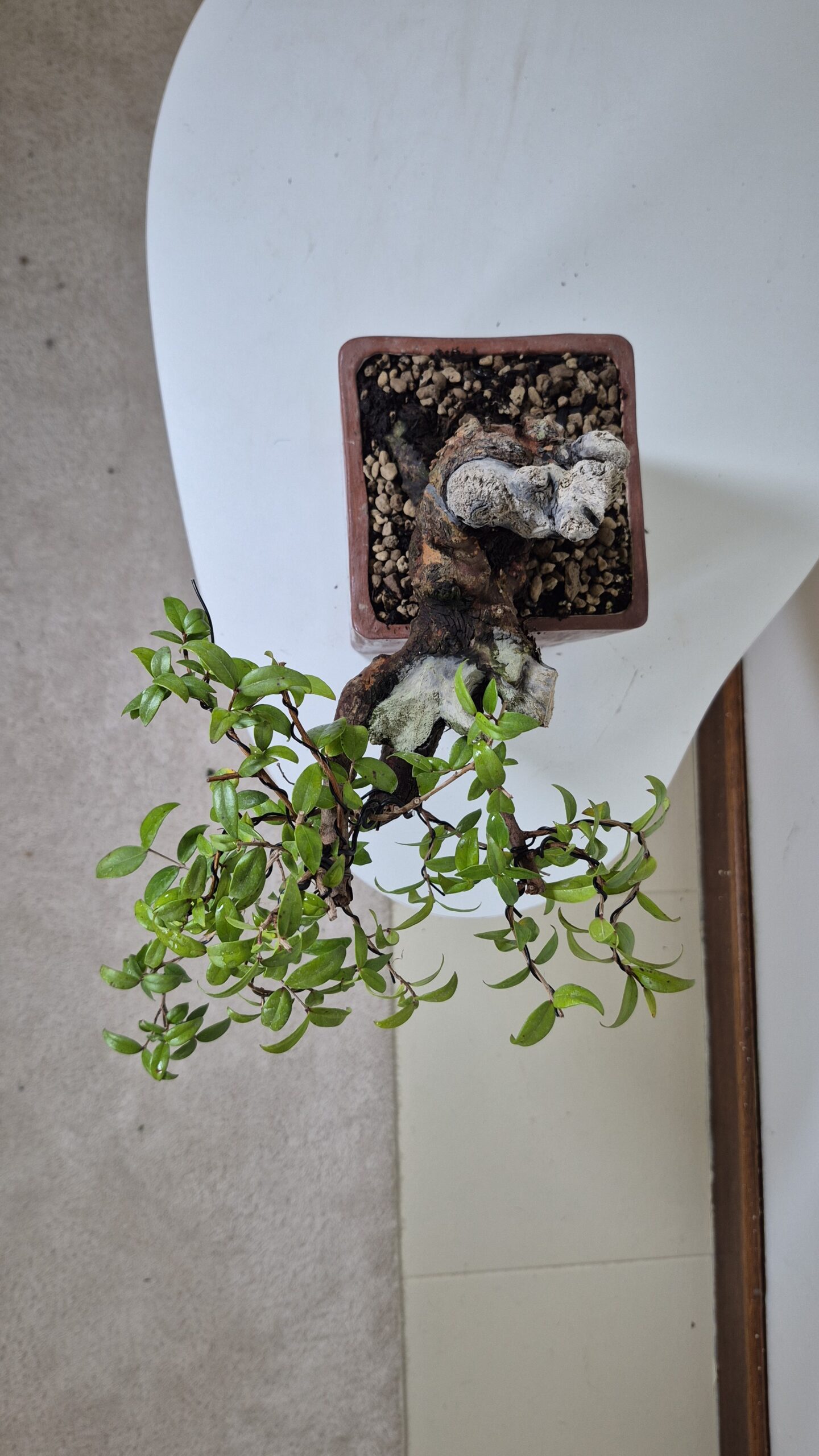 Bonsai of Myrtus Cascade 6