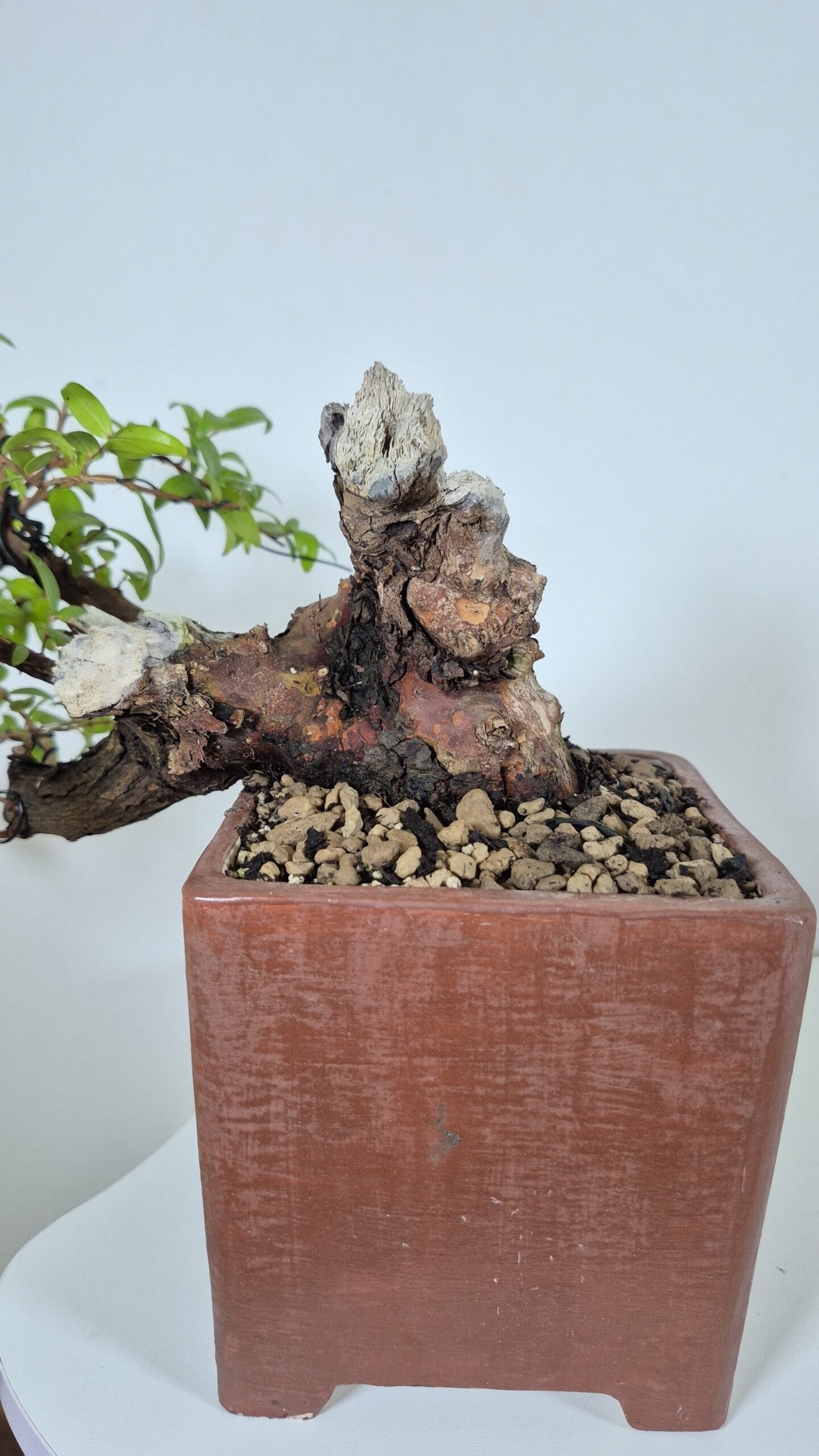 Bonsai of Myrtus Cascade 7