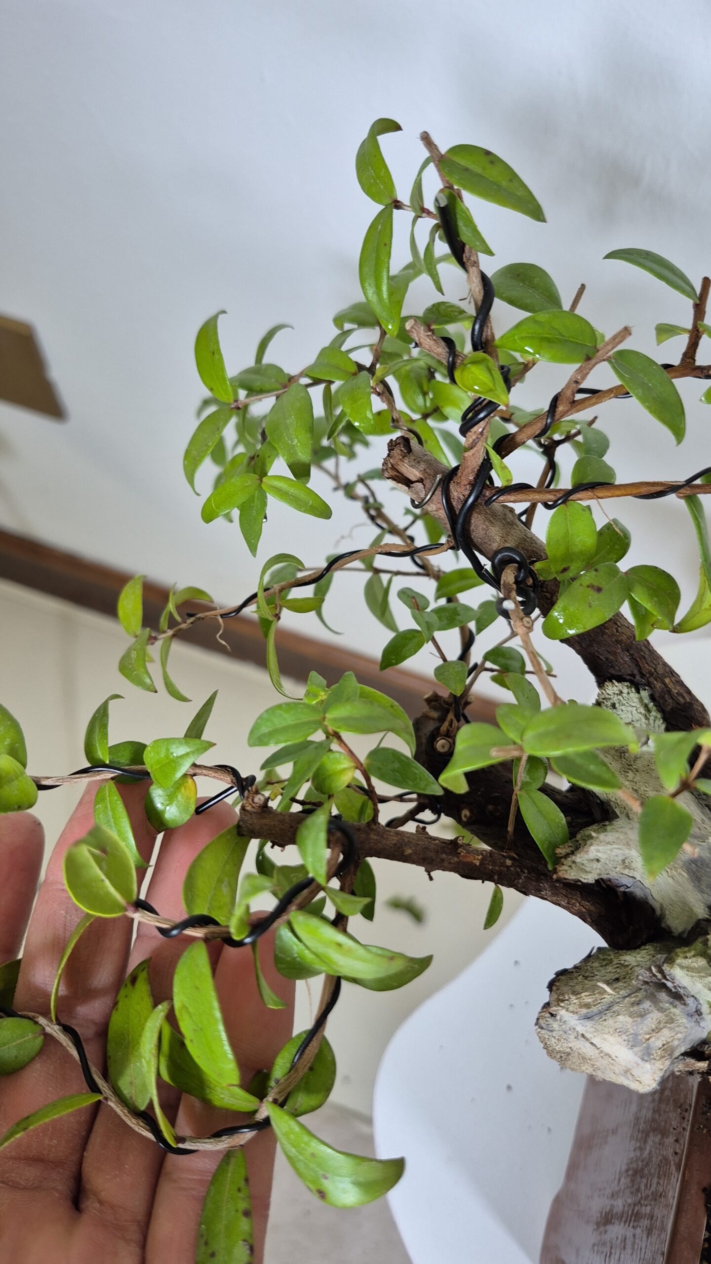 Bonsai of Myrtus Cascade 8