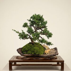 Juniperus Chinensis bonsai – trunk detail
