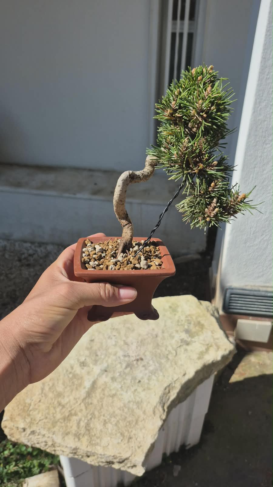 Pinus Thunbergii Senjyumaru 3
