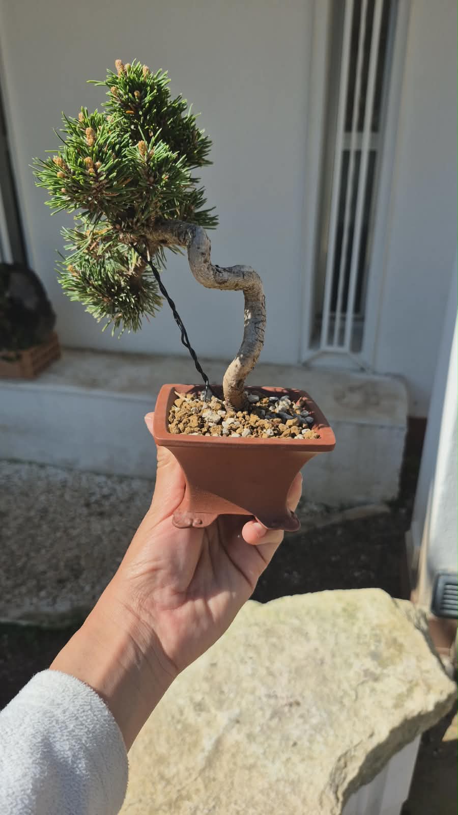 Pinus Thunbergii Senjyumaru 8
