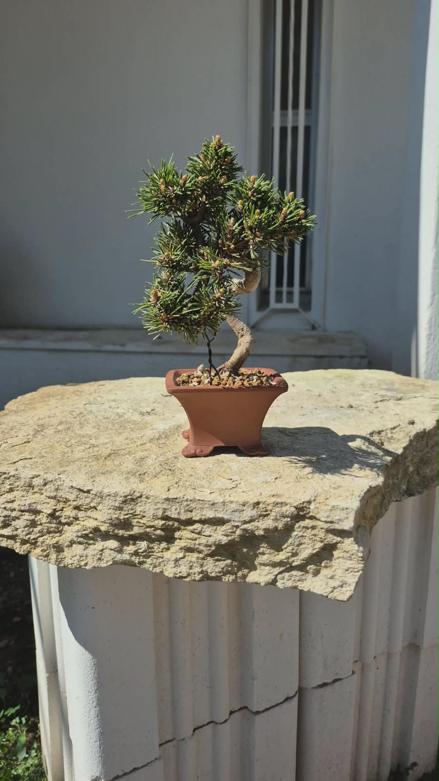 Pinus Thunbergii Senjyumaru 7