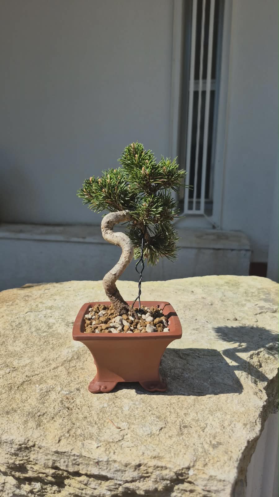 Pinus Thunbergii Senjyumaru 6