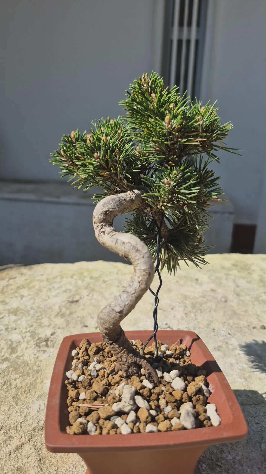 Pinus Thunbergii Senjyumaru 5