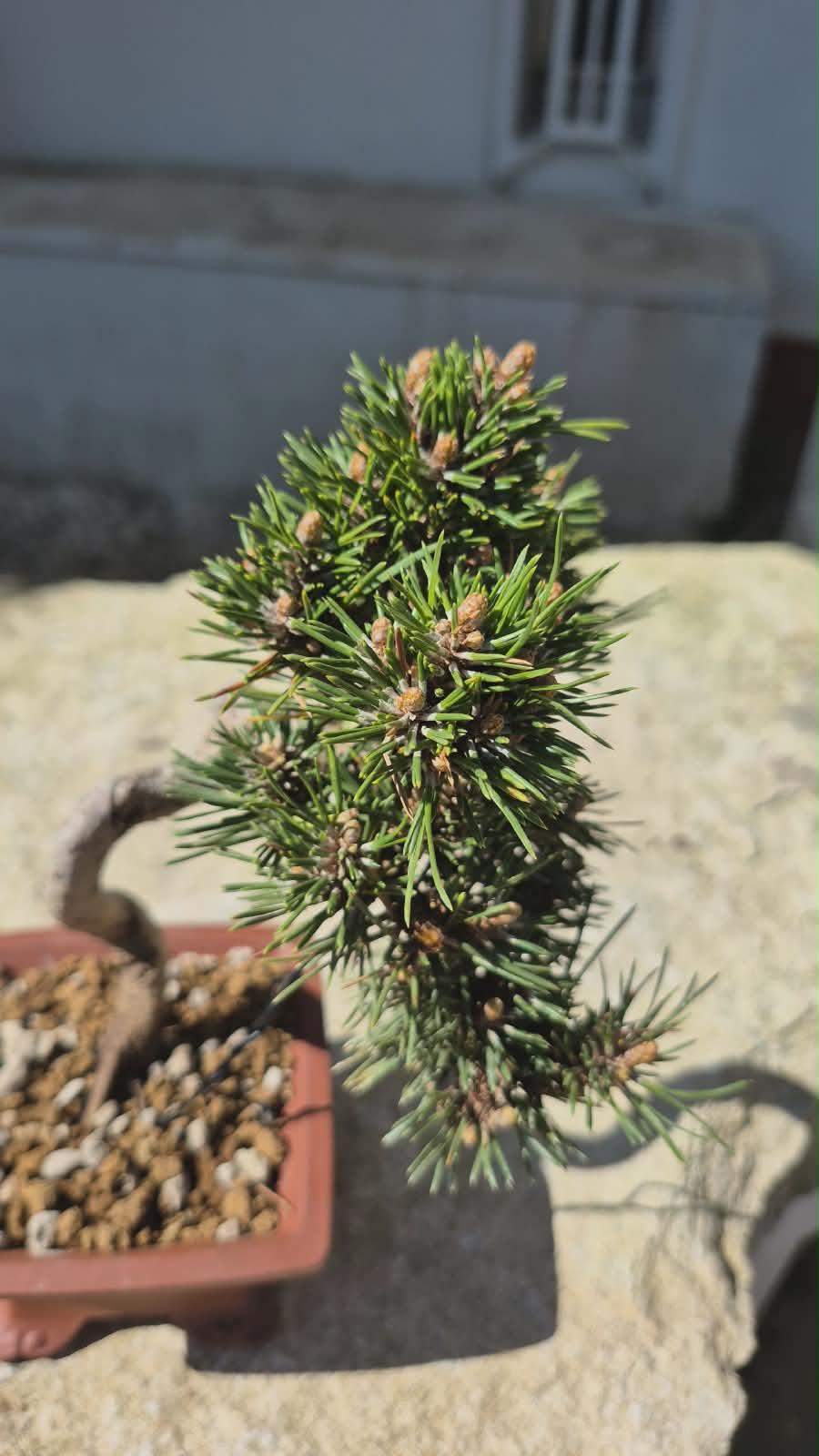 Pinus Thunbergii Senjyumaru 4
