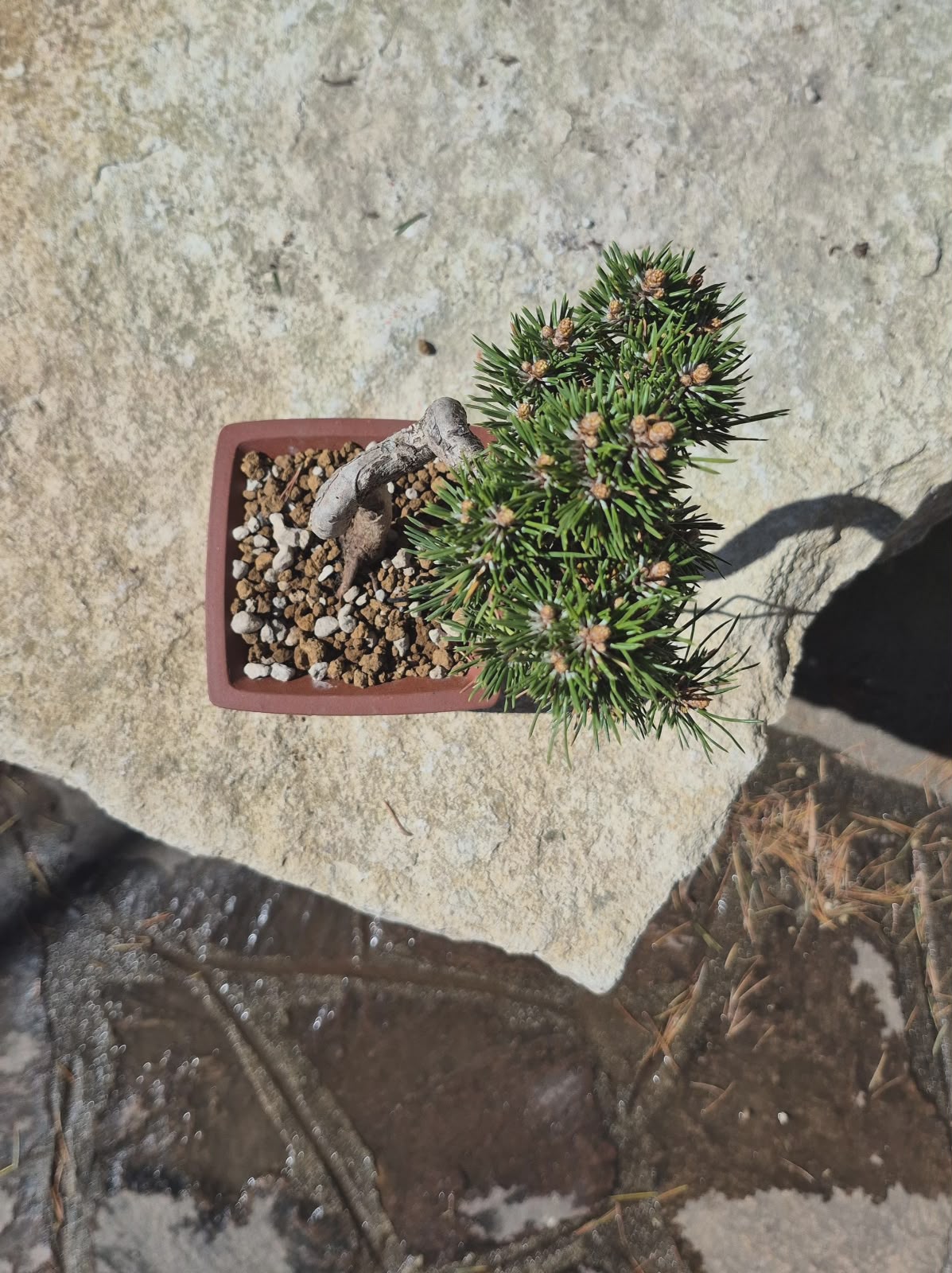 Pinus Thunbergii Senjyumaru 2