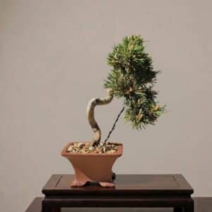Pinus Thunbergii bonsai, Senjyumaru black pine, front view