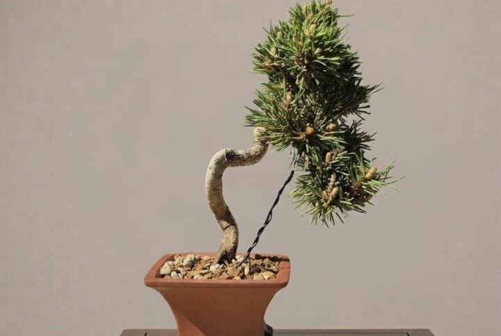 Pinus Thunbergii Senjyumaru