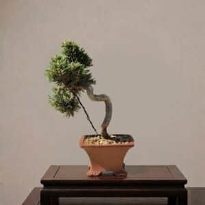 Pinus Thunbergii bonsai – trunk detail