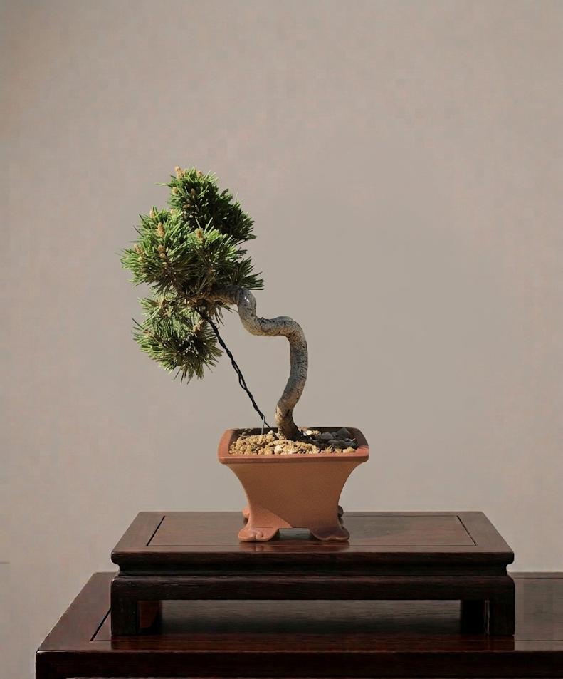 Pinus Thunbergii Senjyumaru 1