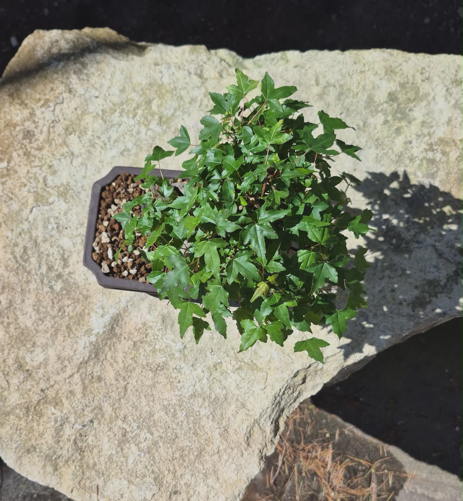 Acer Buergerianum 8
