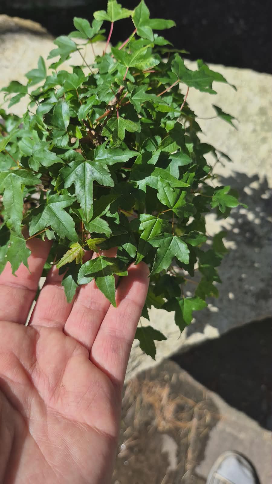 Acer Buergerianum 7