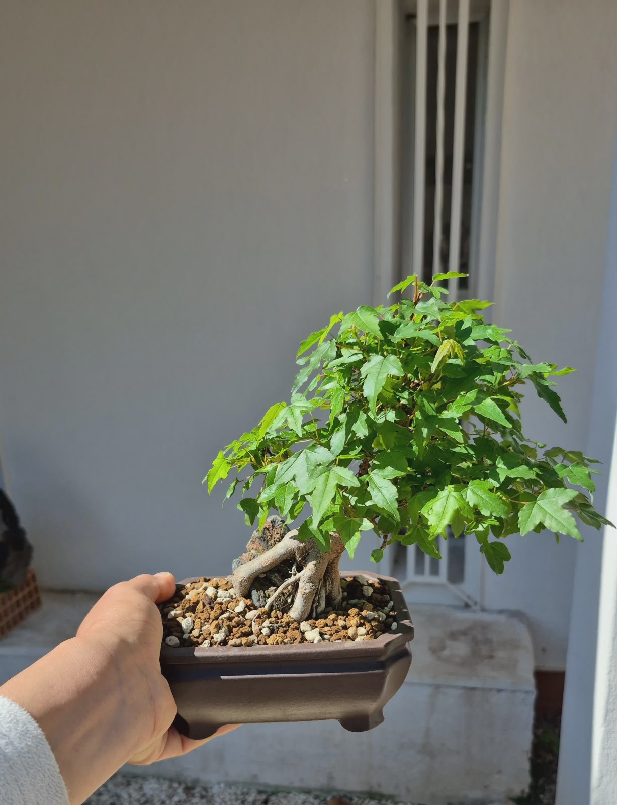 Acer Buergerianum 6