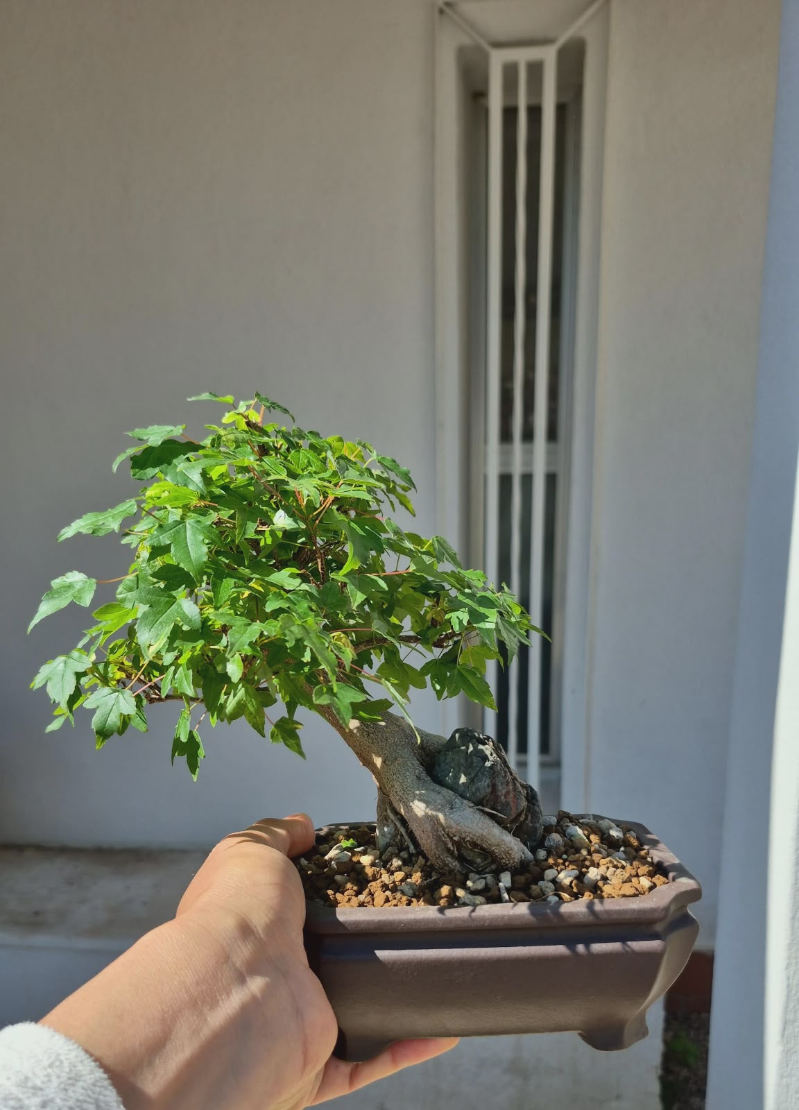 Acer Buergerianum 5
