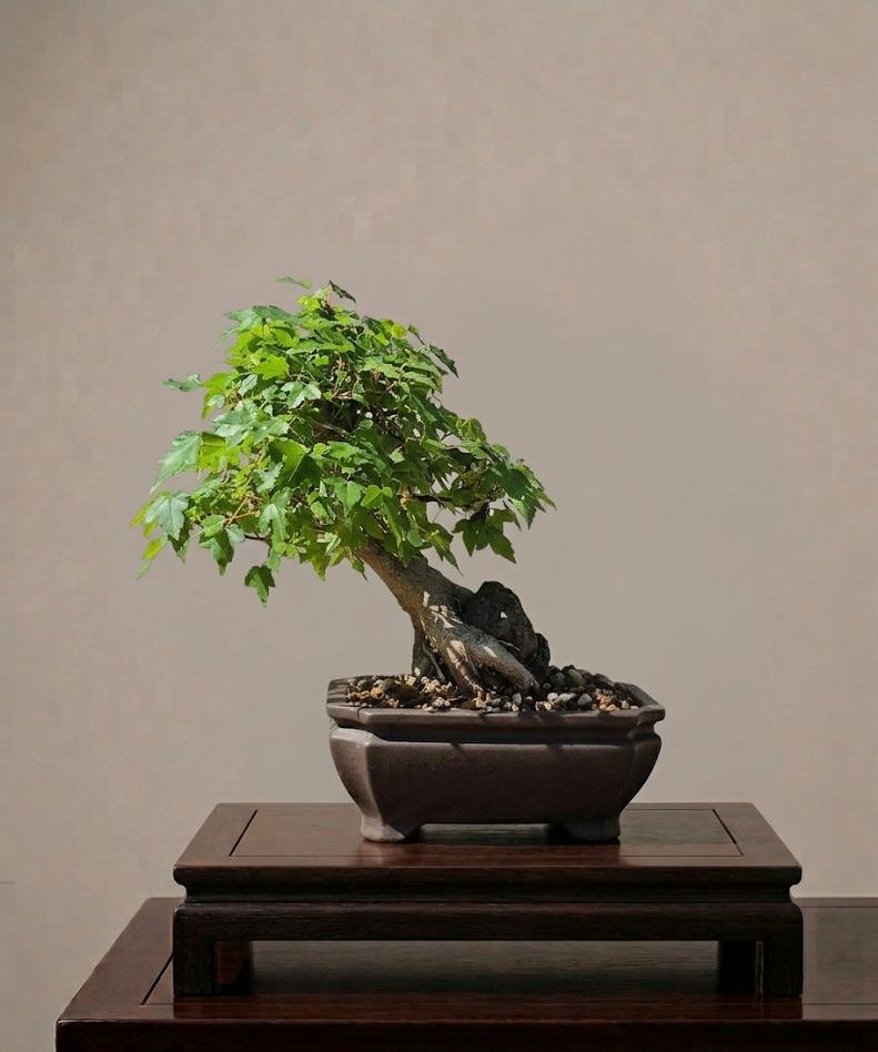 Acer Buergerianum