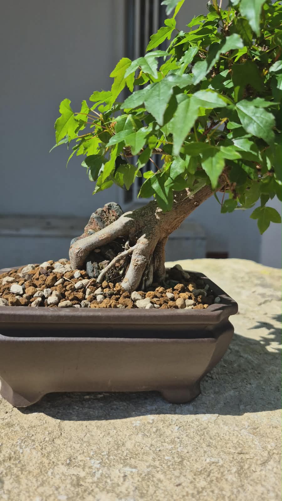 Acer Buergerianum 4