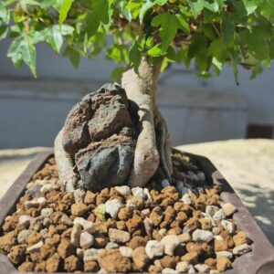 Acer Buergerianum 3