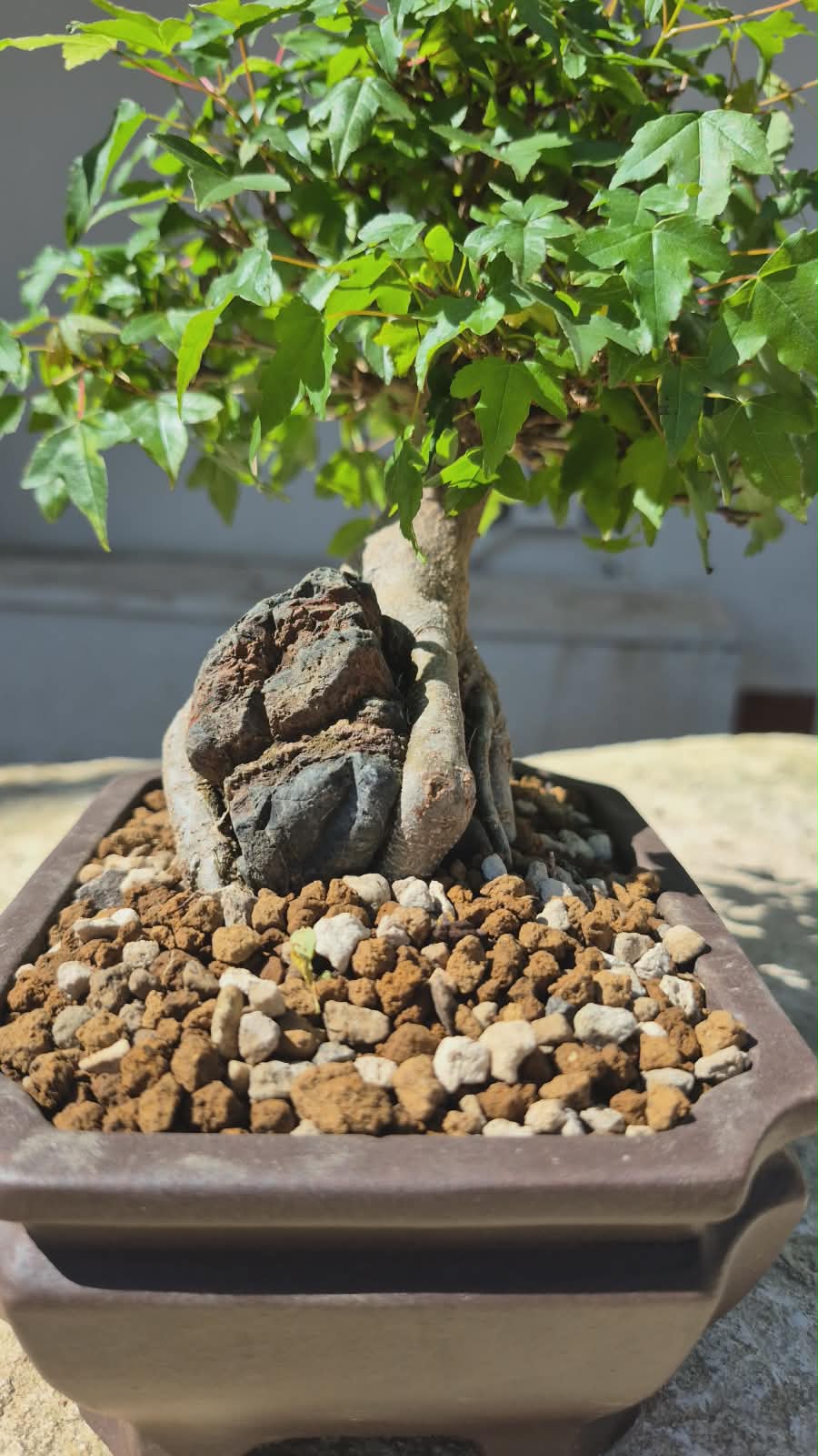 Acer Buergerianum 3