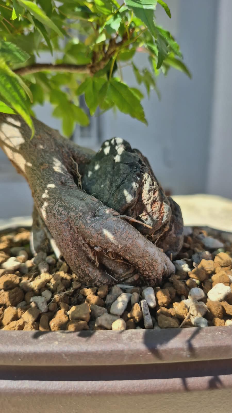 Acer Buergerianum 2