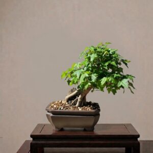 Acer Buergerianum 1
