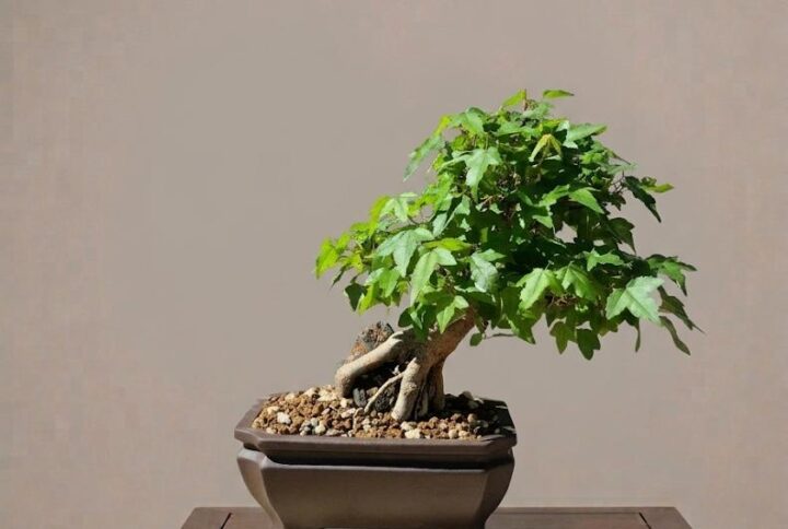Acer Buergerianum
1