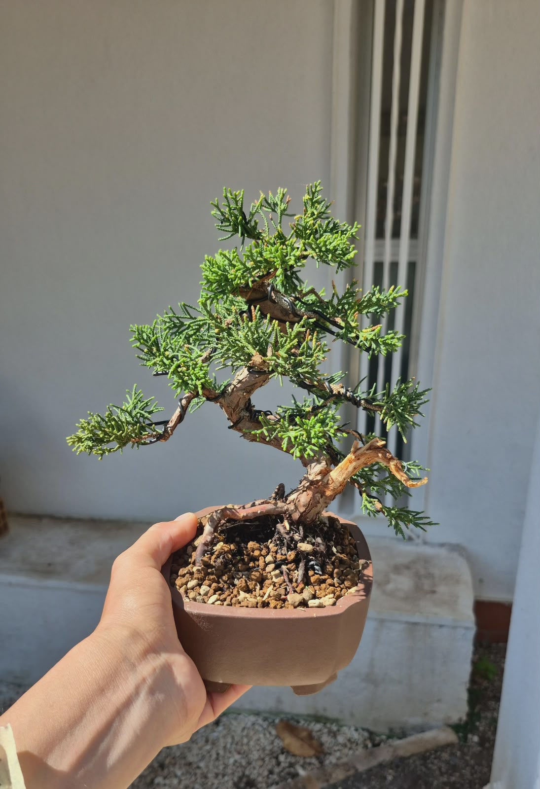 Bonsai of Juniperus 8