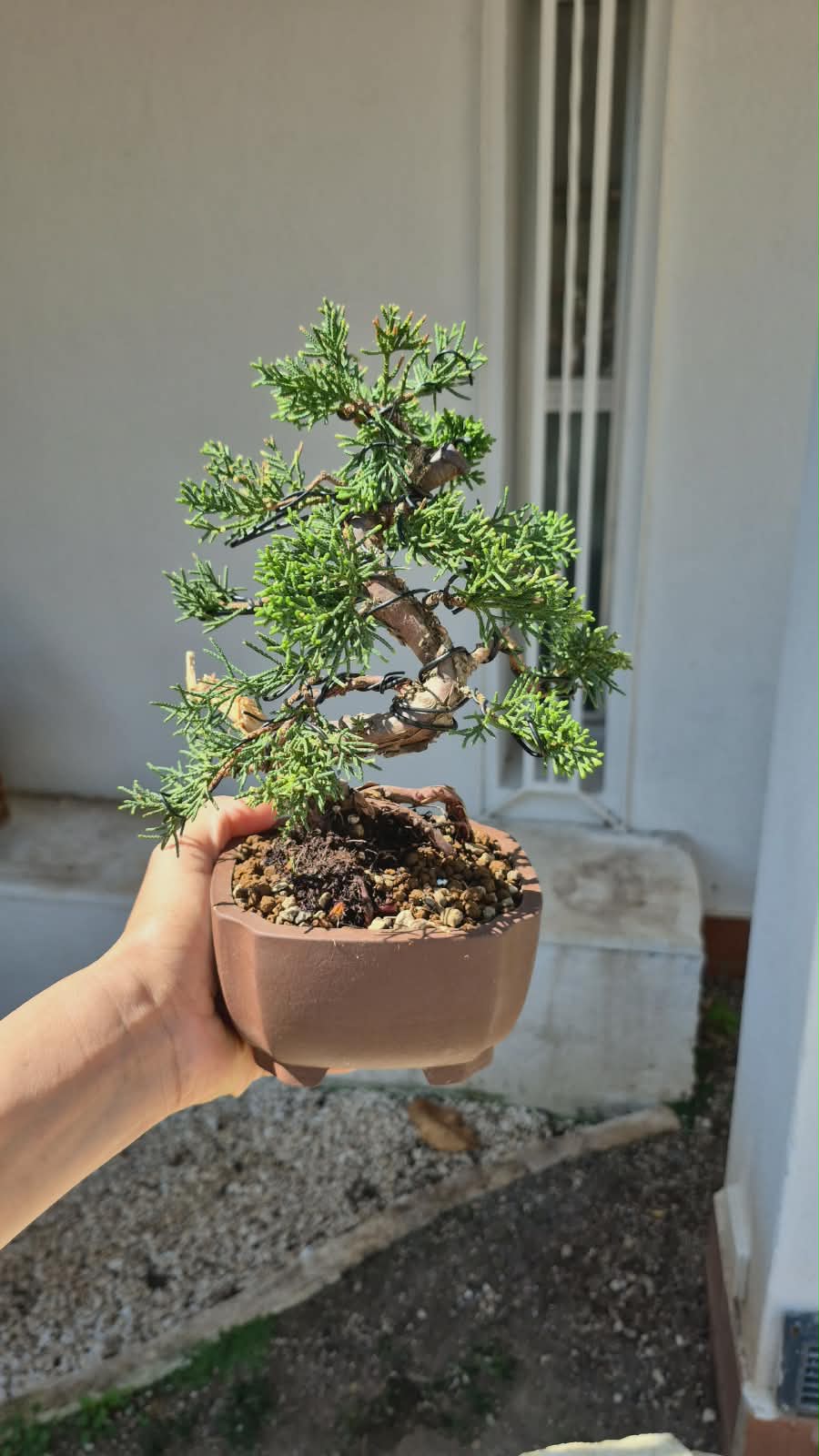 Bonsai of Juniperus 7