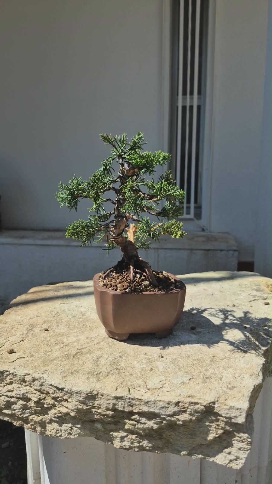 Bonsai of Juniperus 6