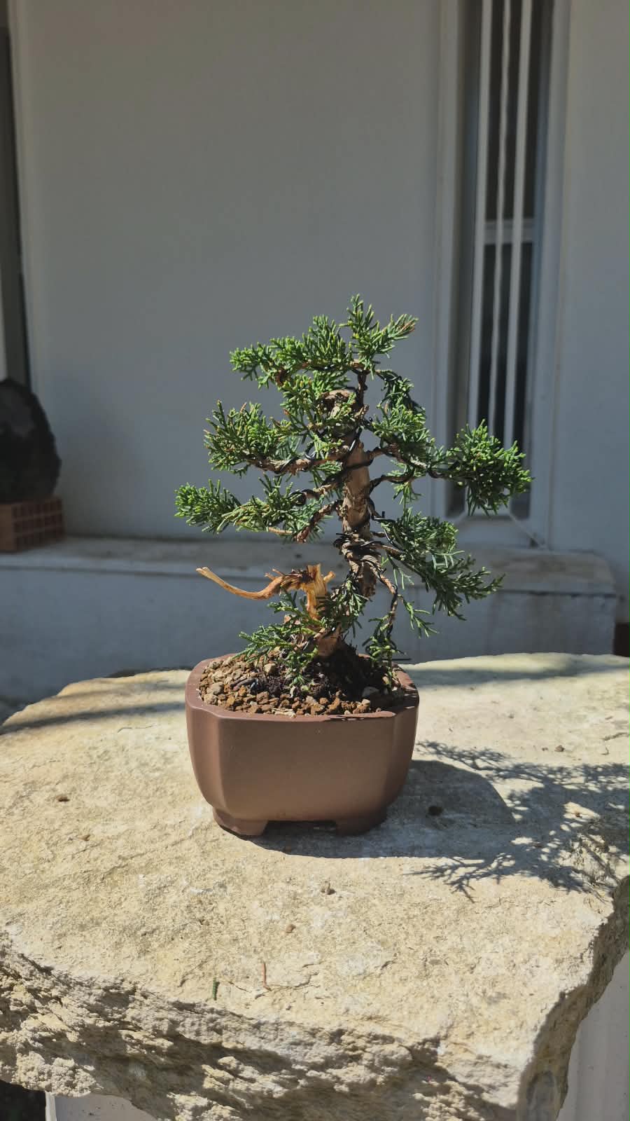 Bonsai of Juniperus 5