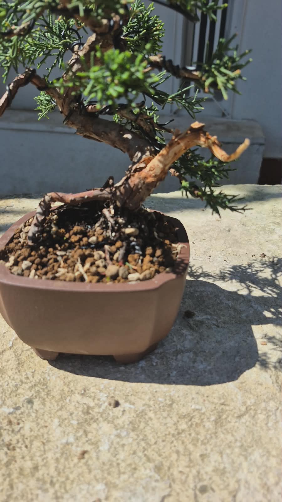 Bonsai of Juniperus 4